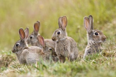 Maintains ecosystem balance