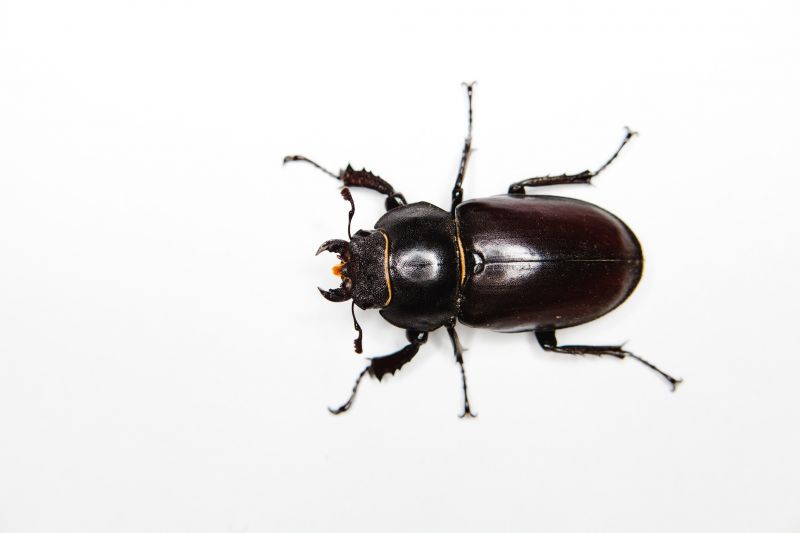 Beetle Removal in Frisco, TX