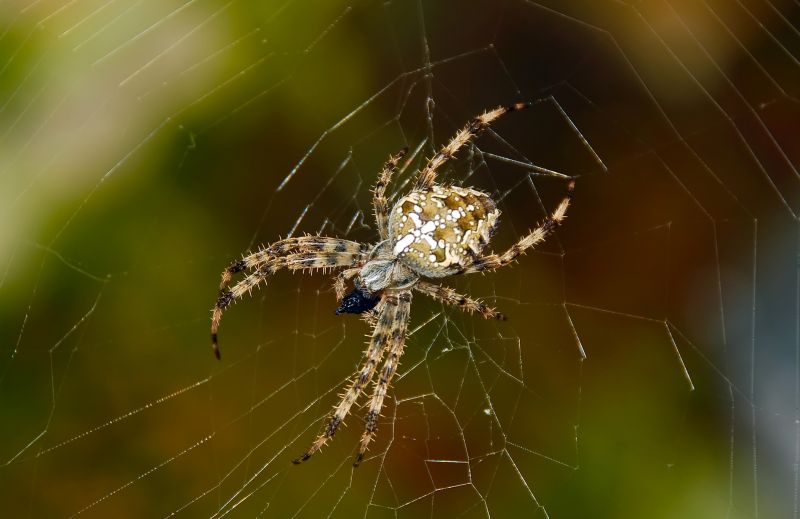 Cross Spider Extermination in Denton, TX
