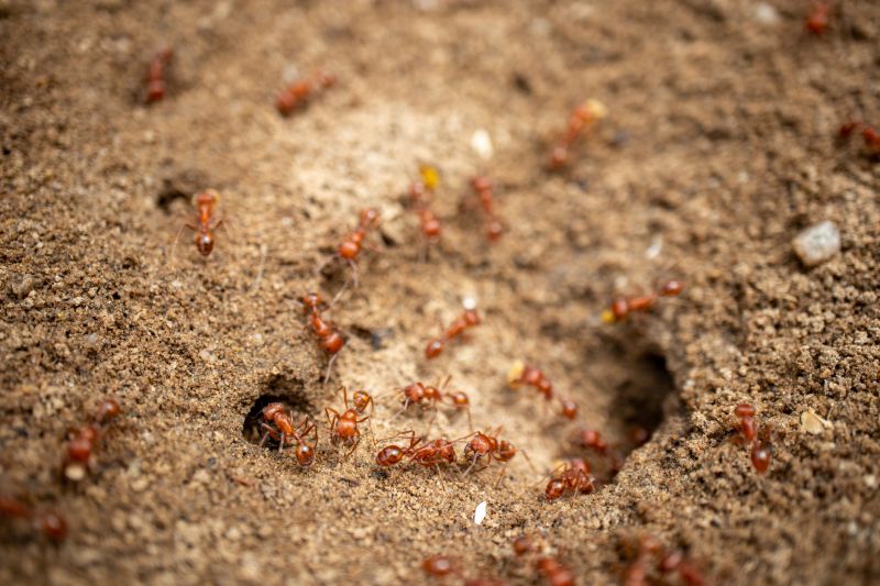 Red Ant Extermination in Denton, TX