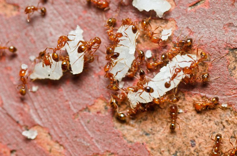 Red Ant Extermination in Frisco, TX