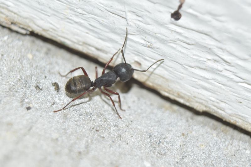 Black Ant Extermination in Rockwall, TX