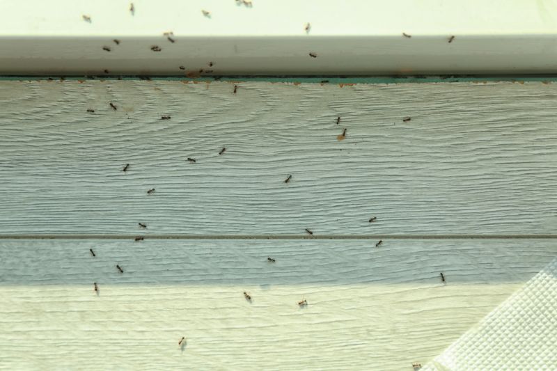 Black Ant Extermination in Arlington, TX
