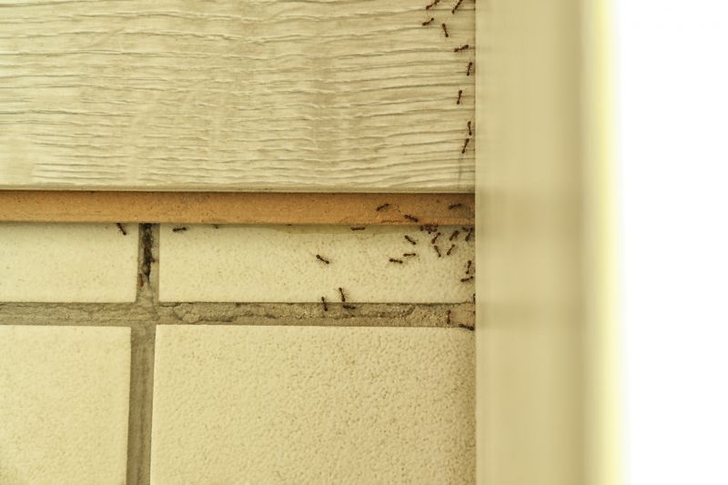 Black Ant Extermination in Mckinney, TX