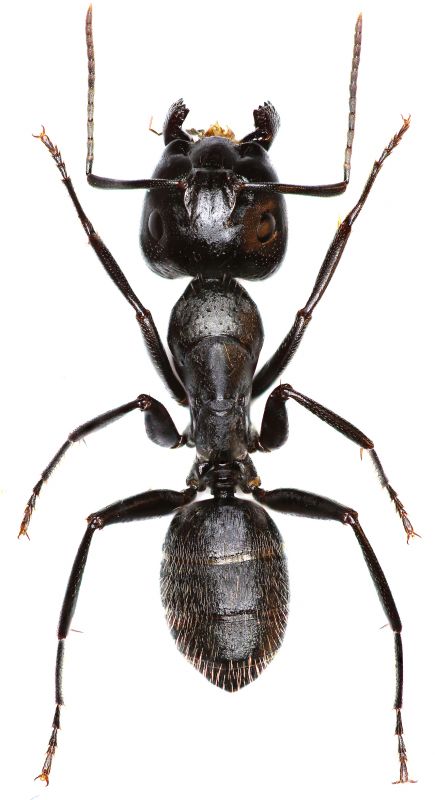 Carpenter Ant Extermination in Katy, TX