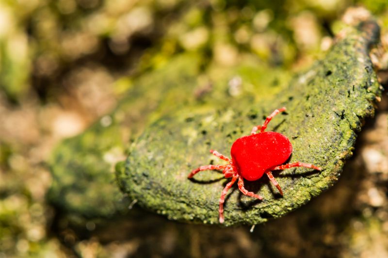 Chigger Extermination in Arlington, TX
