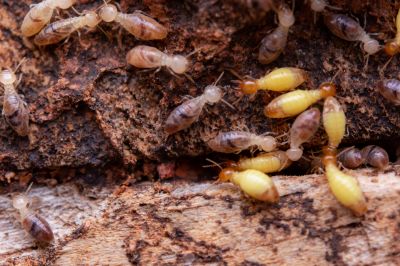 Commercial Termite Prevention in Frisco, TX