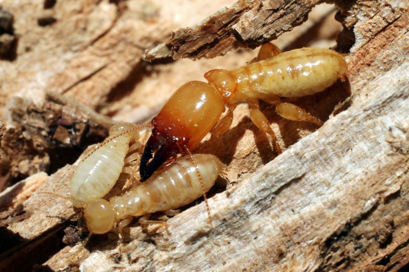 Commercial Termite Treatment in Katy, TX
