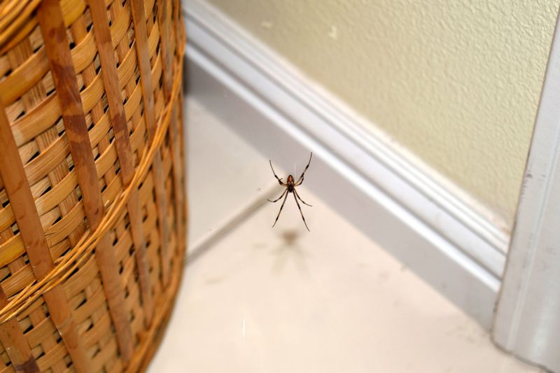 Common Spiders Extermination in Mckinney, TX