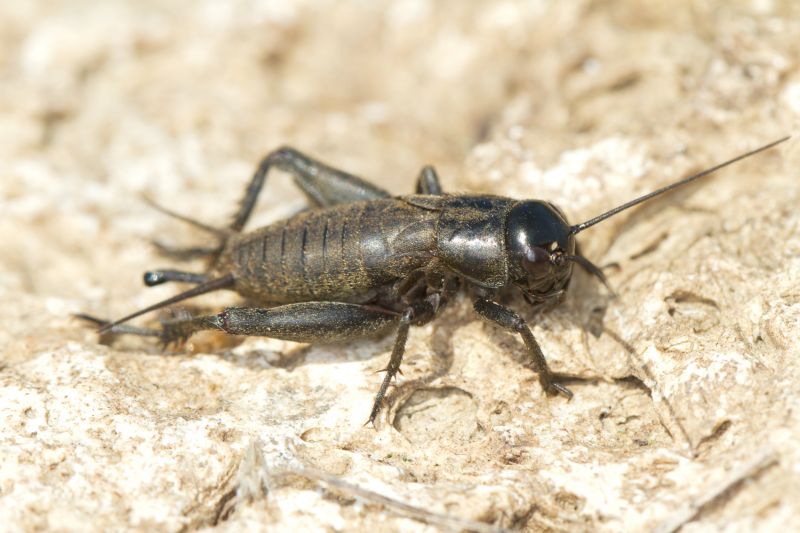 Cricket Control Service in New Braunfels, TX