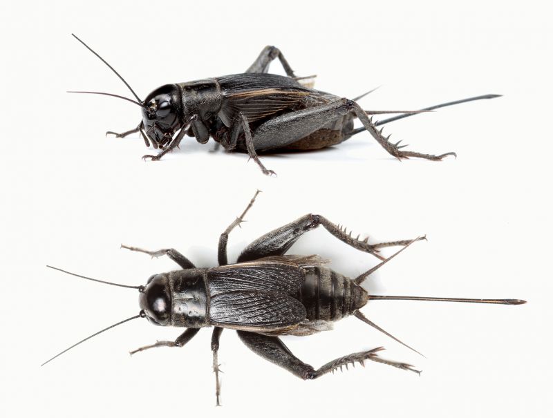Cricket Prevention in New Braunfels, TX