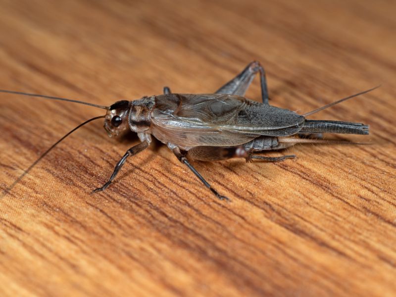 Cricket Prevention in Katy, TX