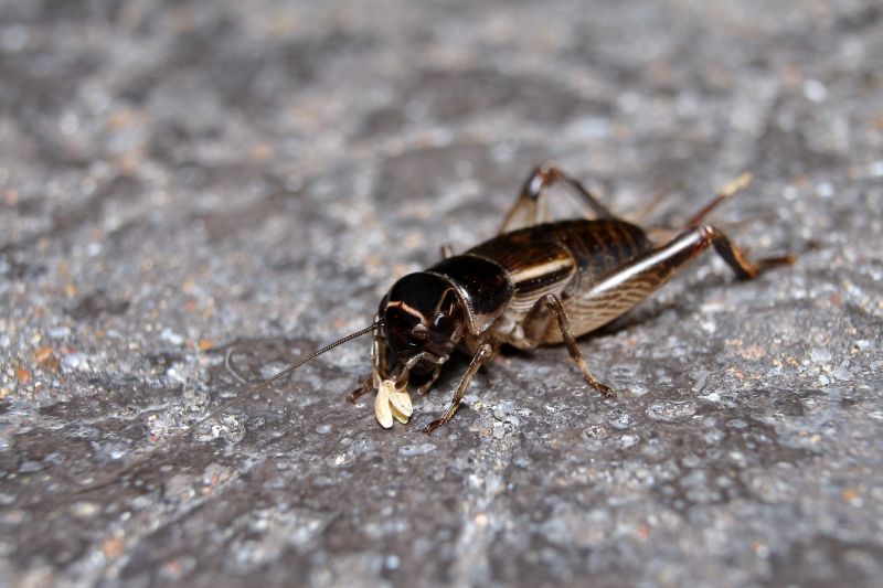 Cricket Prevention in Mckinney, TX