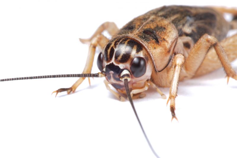 Cricket Prevention in Mckinney, TX