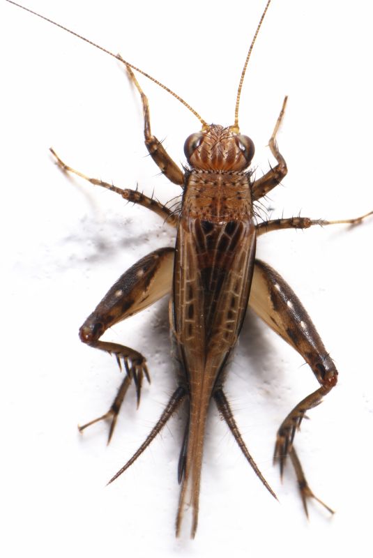 Cricket Prevention in Denton, TX