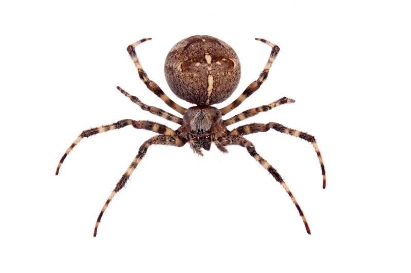Cross Spider Extermination in Mckinney, TX
