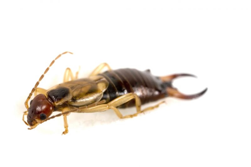 Earwig Extermination in Katy, TX