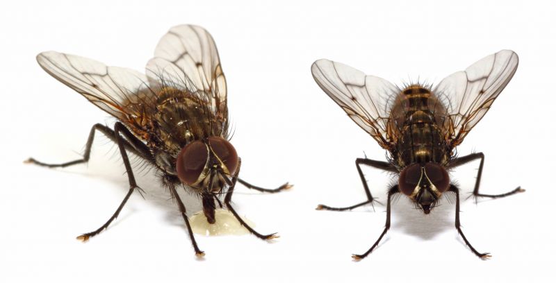 Fly Extermination in Rockwall, TX