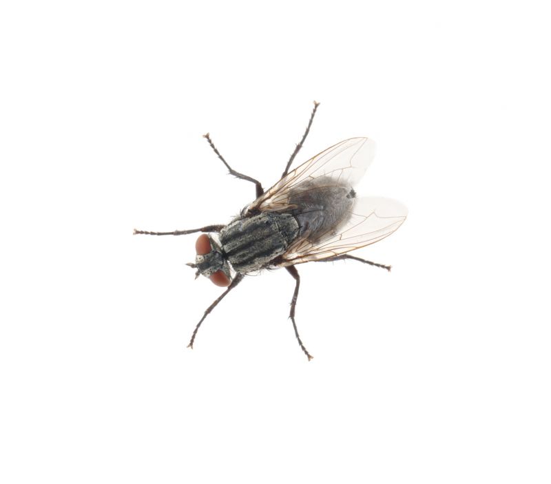 Fly Extermination in Mckinney, TX