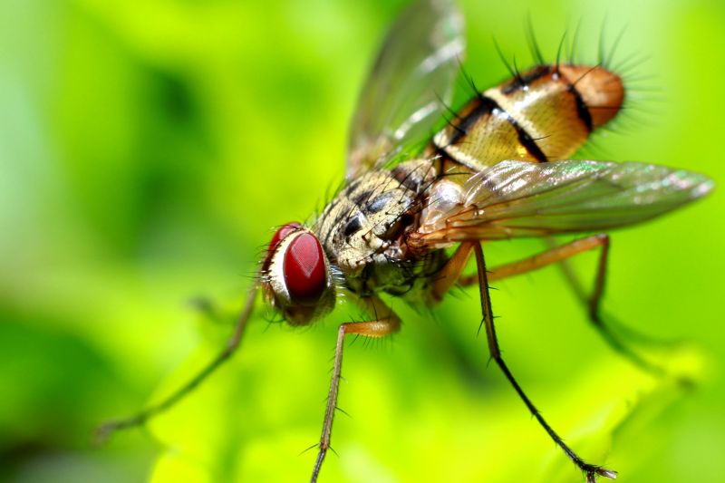 Fly Infestation Extermination in Fort Worth, TX