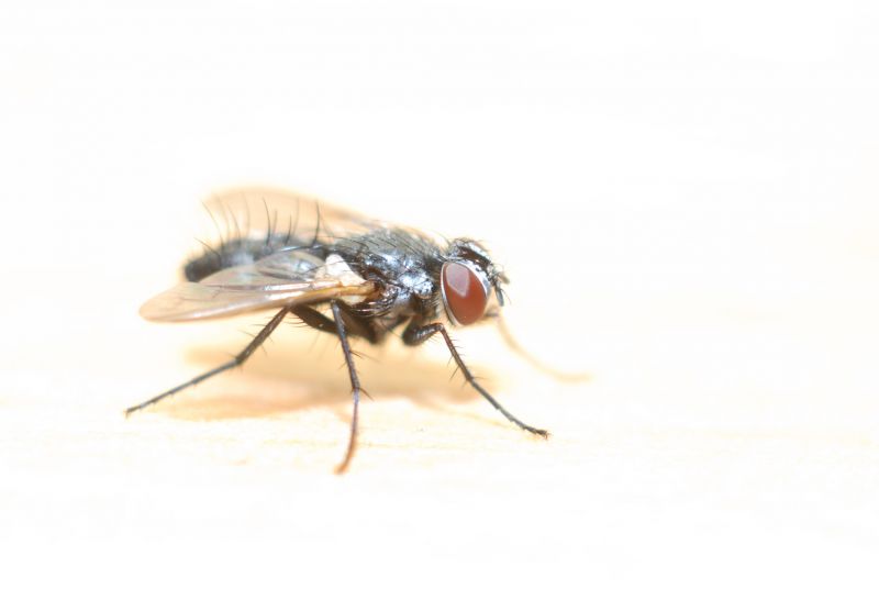 Fly Infestation Extermination in Rockwall, TX