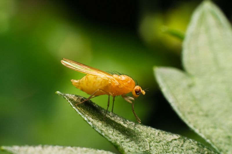 Fly Pest Control in Denton, TX