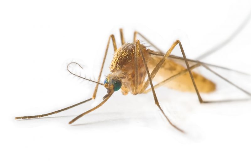 Fly Pest Control in Denton, TX