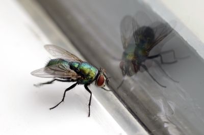 Fly Pest Control in Mckinney, TX