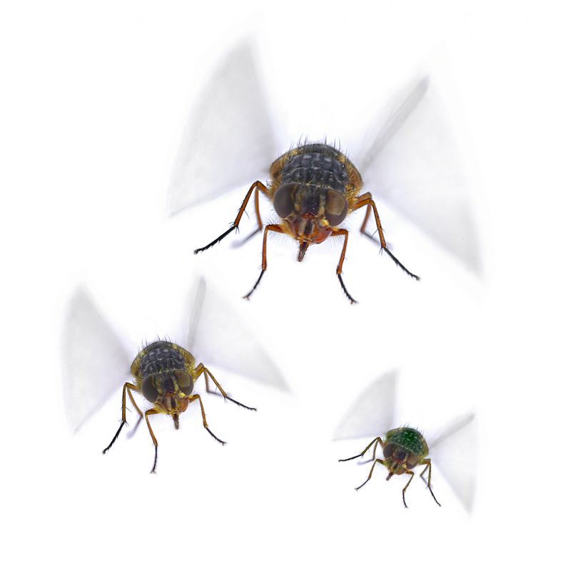 Fruit Fly Extermination in Denton, TX