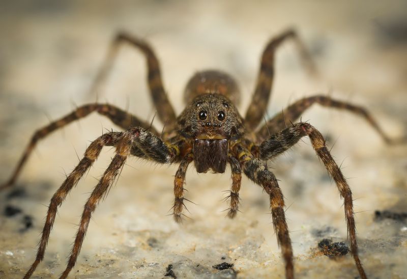 Hobo Spider Extermination in Denton, TX