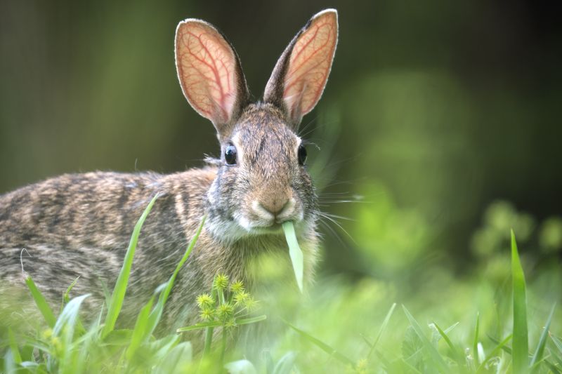 How Professional Rabbit Removal Protects Your Yard, Garden, And Landscaping