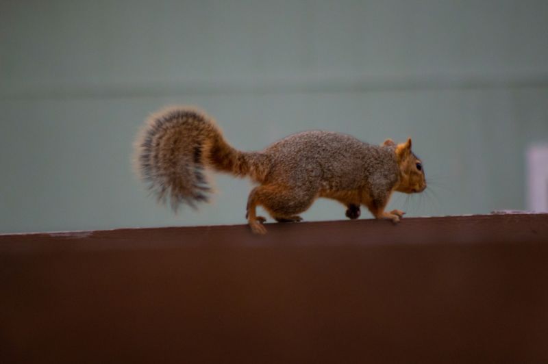 How Squirrels Damage Roofs And Attics And What To Do About It