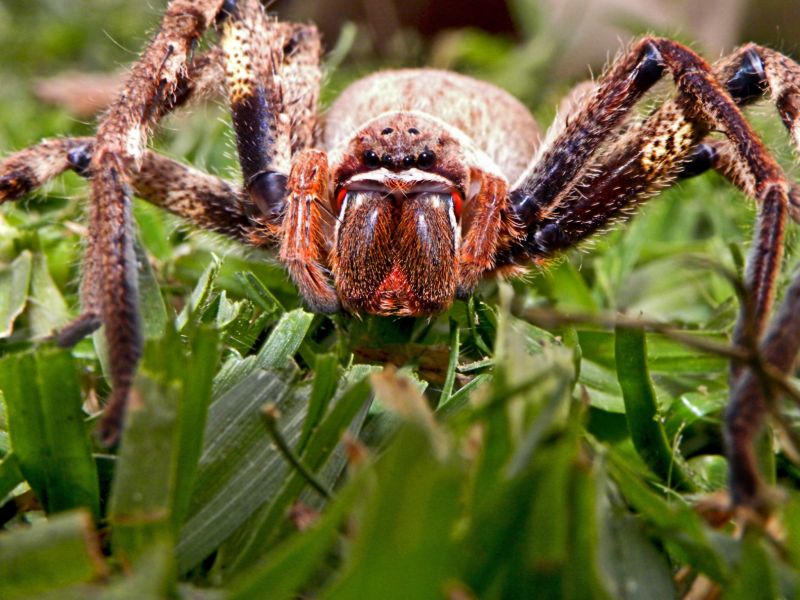 Huntsman Spider Extermination in Frisco, TX