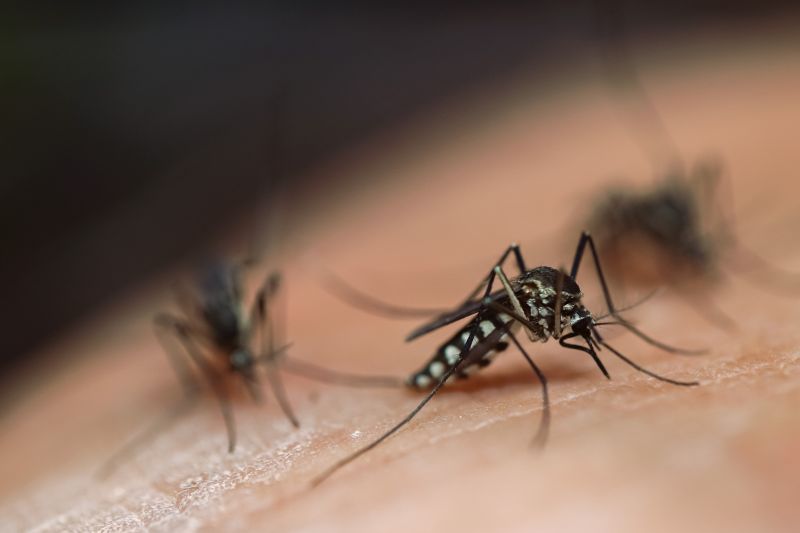 Mosquitoes Pest Control in Denton, TX