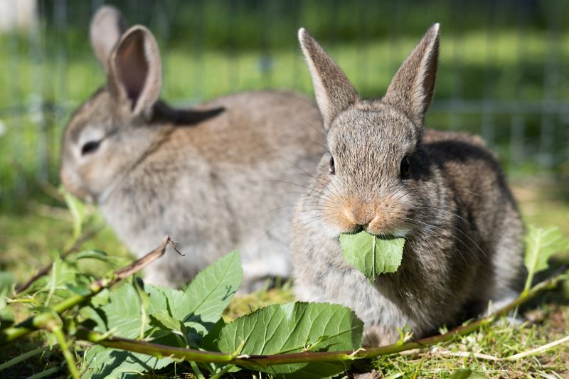 Rabbit Damage To Lawns And Flower Beds: What Homeowners Should Know