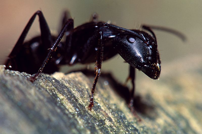 Red Ant Extermination in Arlington, TX