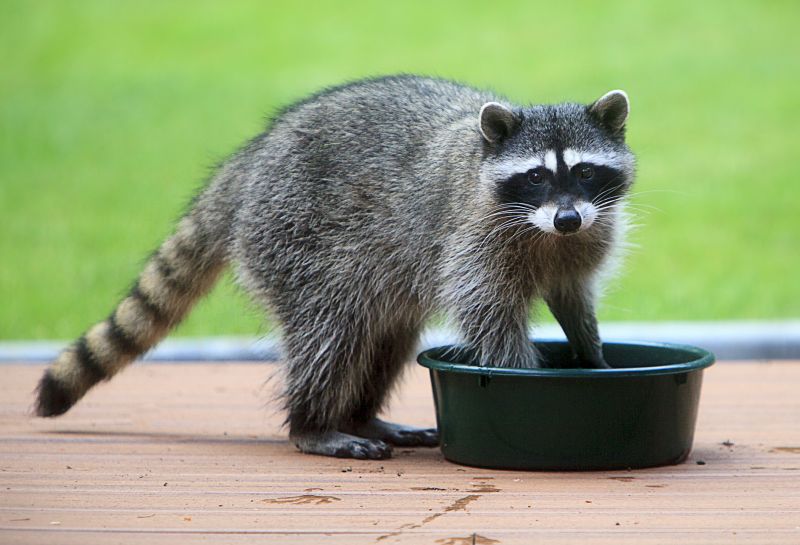 Signs You Have Raccoons In Your Attic And Why Professional Removal Matters