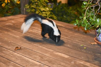 Skunk Extermination