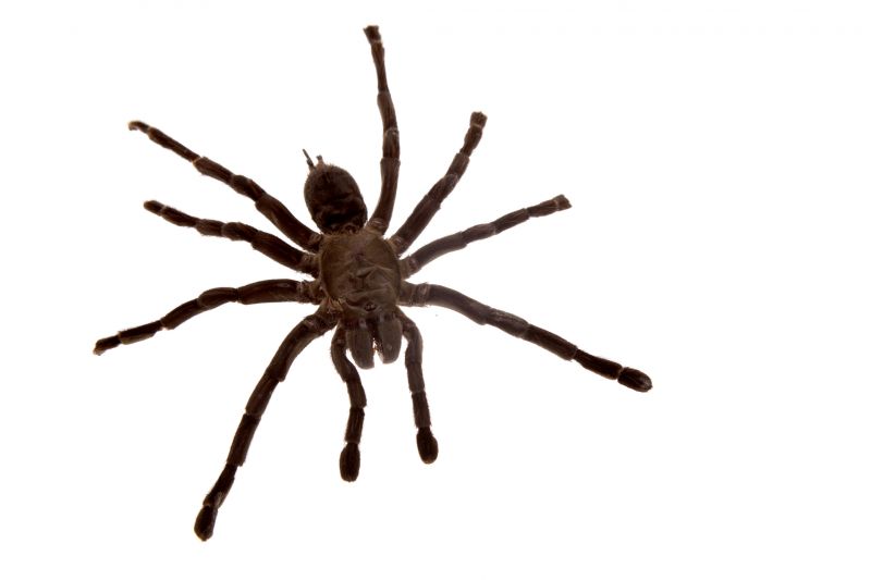 Spider Control Service in New Braunfels, TX