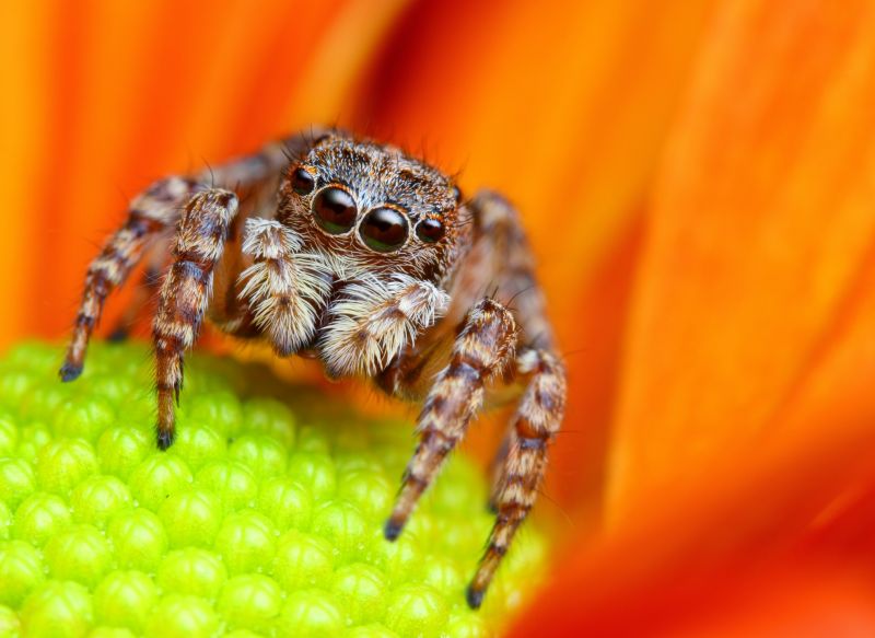 Spider Extermination Service in New Braunfels, TX