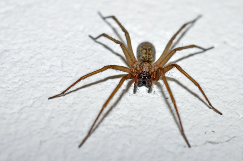 Spider Extermination Service in Fort Worth, TX