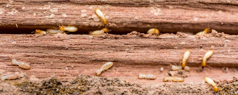 Termite Service in Frisco, TX