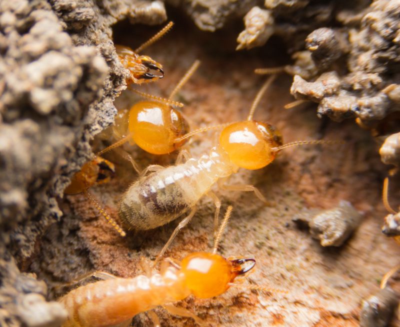 Termite Treatment Service in Frisco, TX