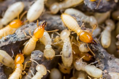 Termites Extermination in Frisco, TX
