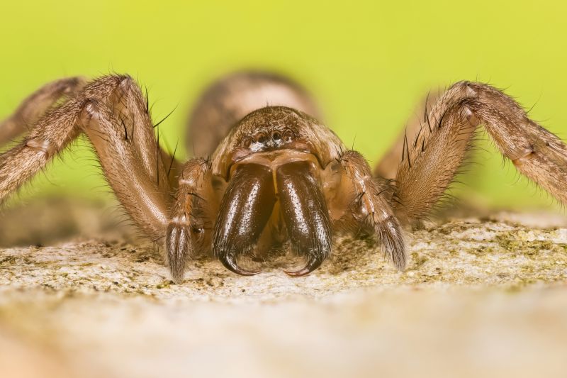 Trapdoor Spider Removal in Rockwall, TX
