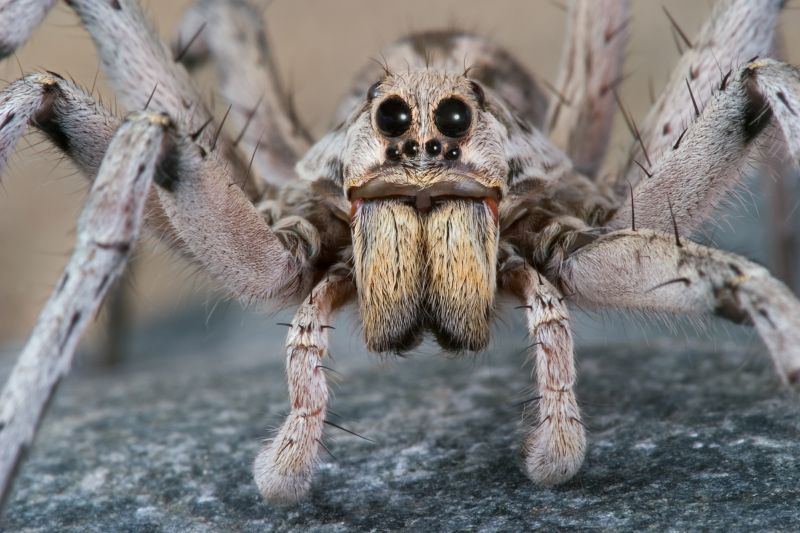 Wolf Spider Removal in Denton, TX